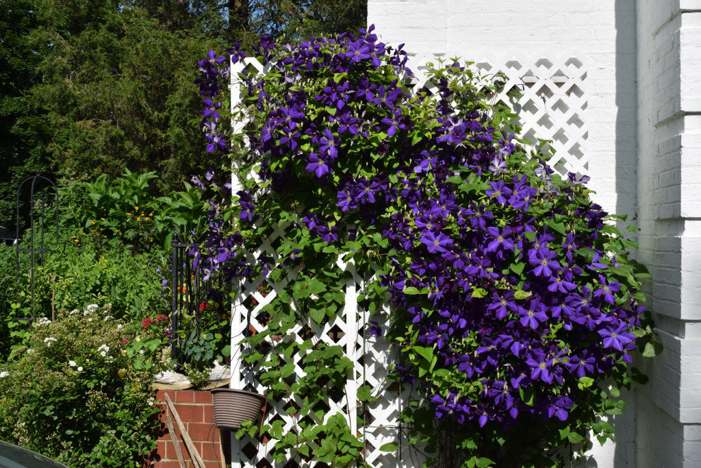 clematis jackmanii