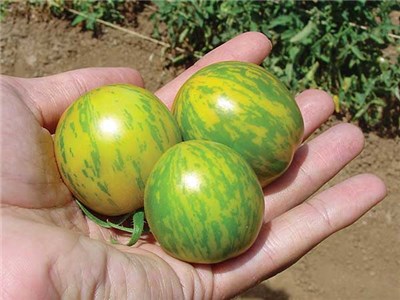 green zebra tomato