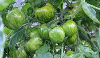 How to Grow Green Zebra Tomatoes in Your Garden
