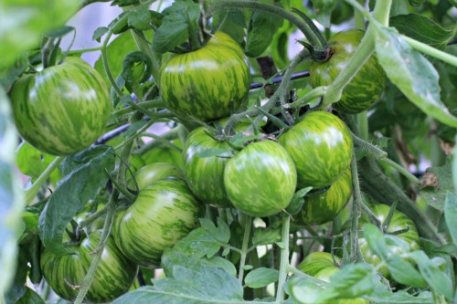 green zebra tomatoes