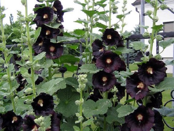 hollyhock nigra