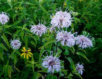 10 Plants That Repel Mosquitoes - Plant Instructions