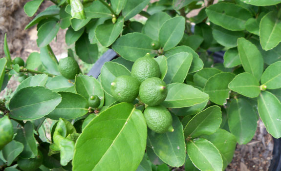 how to grow a lime tree from seed