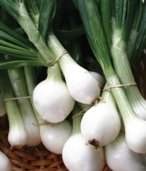 scallion plant