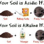 soil ph test
