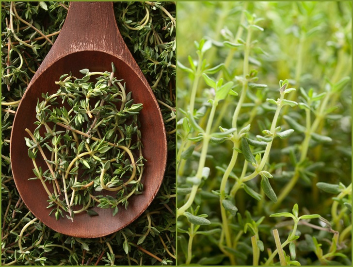 thyme plant