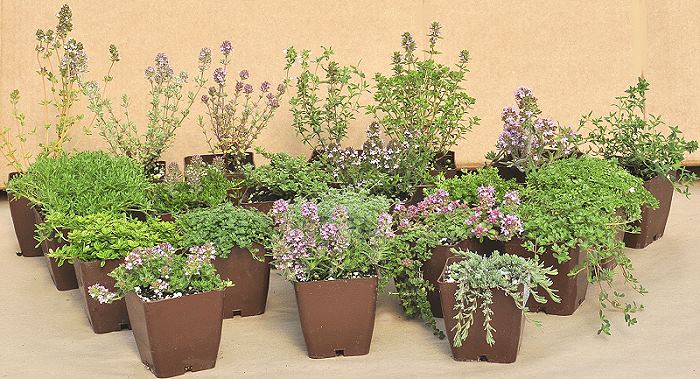 varieties of thyme