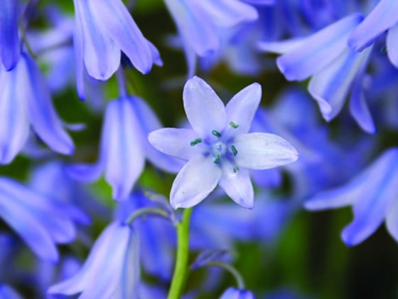 wood hyacinth