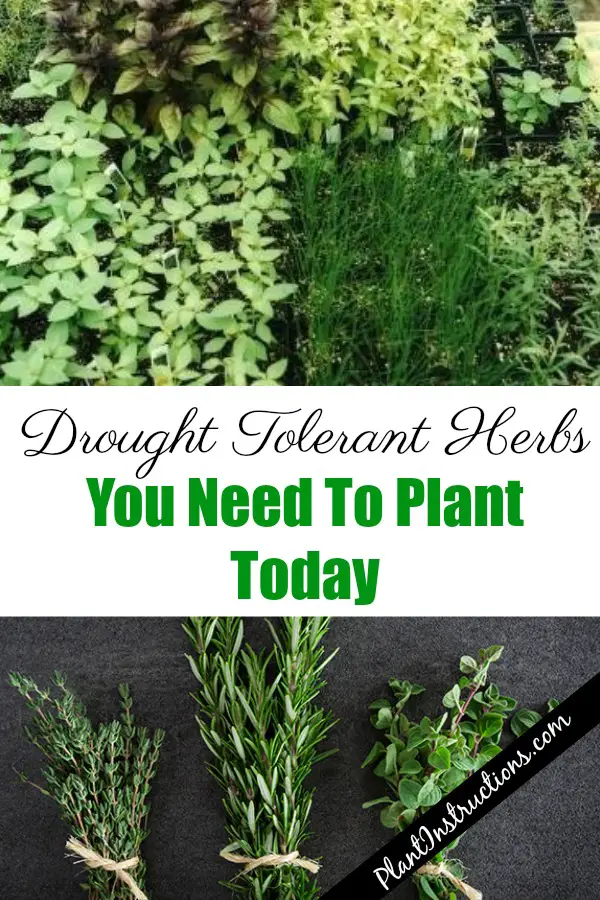 Drought Tolerant Herbs