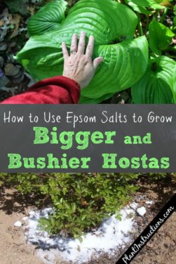 Are Epsom Salt Safe For Hydrangeas - Can Epsom Salts Help Your Garden Thrive?