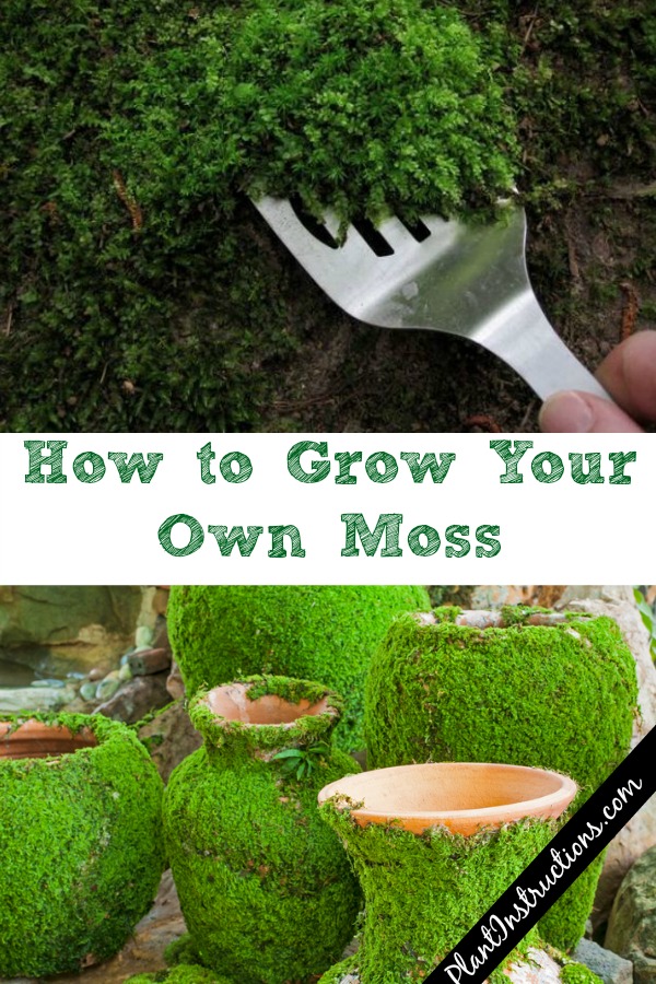 Grow Your Own Moss