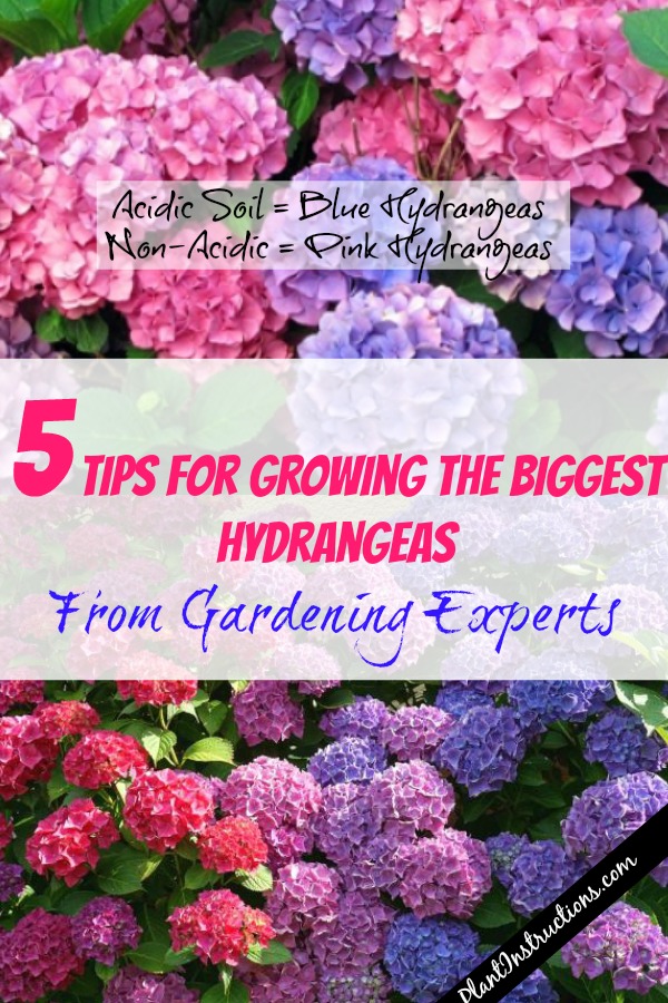 Growing Hydrangeas