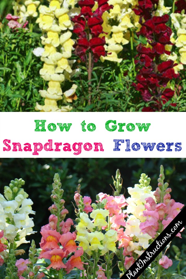 How to Grow Snapdragon Flowers: A Guide to Growing ...