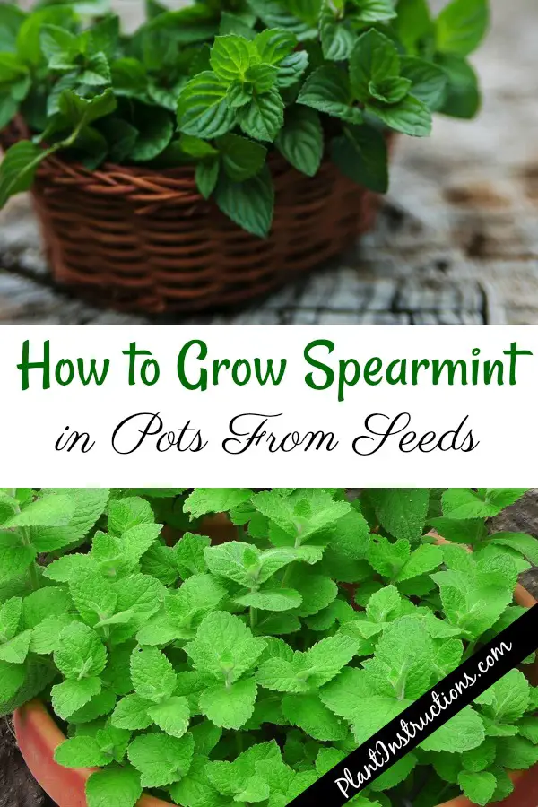How to Grow Spearmint