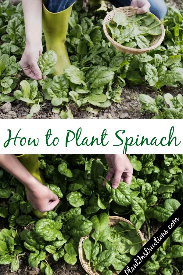 How to Plant Spinach