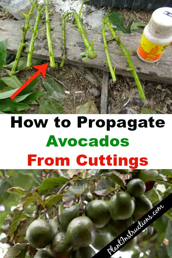 How to Propagate Avocado From Cuttings