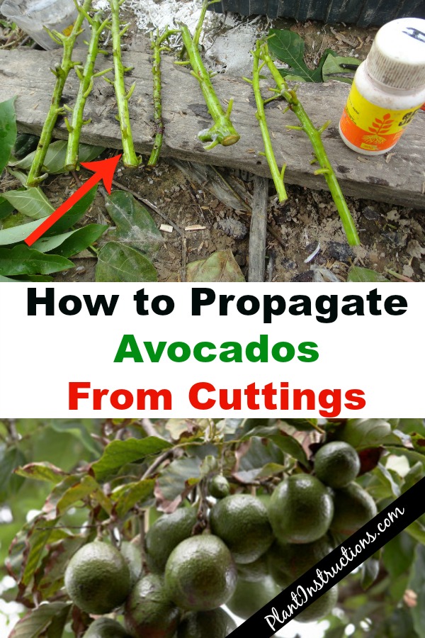 How to Propagate Avocado From Cuttings Grow Your Own Avocado Tree