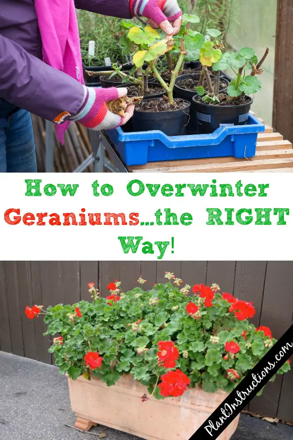 Overwinter Geraniums