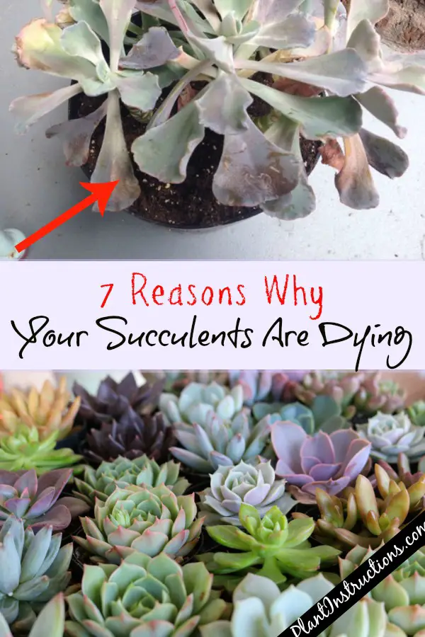 Succulents Are Dying