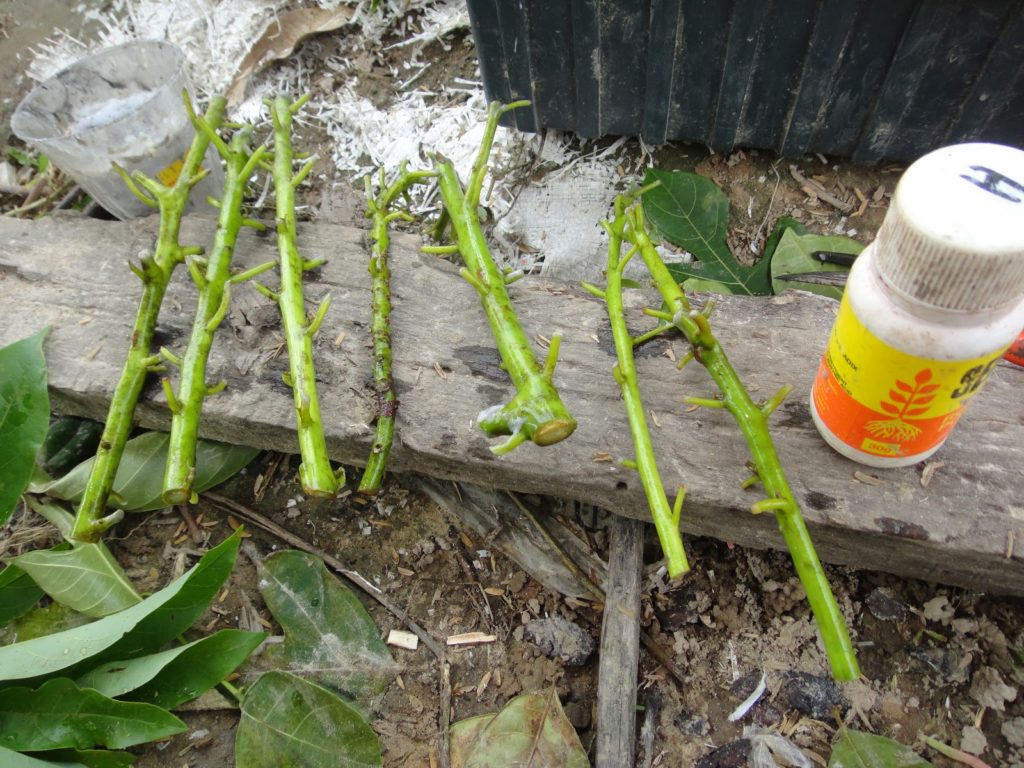 avocado propagation