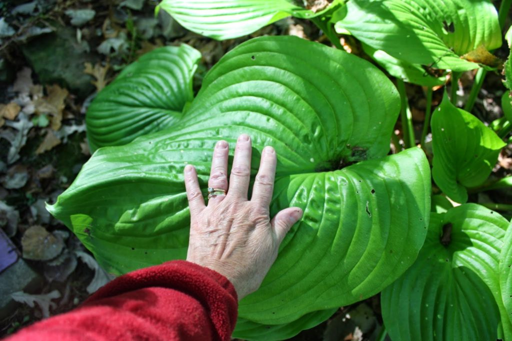 big hosta leaf