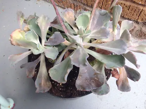 7 Reasons Why Your Succulents Are Dying