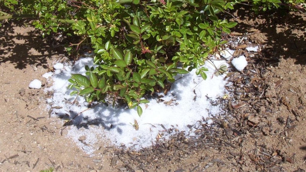 epsom salts hosta