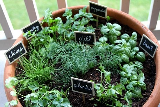 Image of Basil companion - basil and lavender plant in same pot