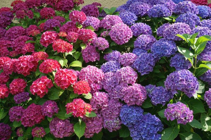 hydrangeas