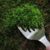 How to Grow Your Own Moss