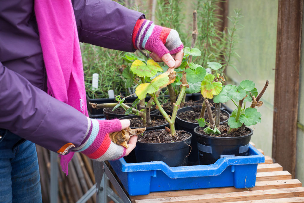 preparing your garden for winter