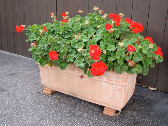 red geraniums