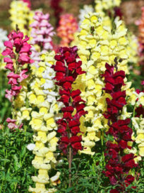 snapdragon do a30s