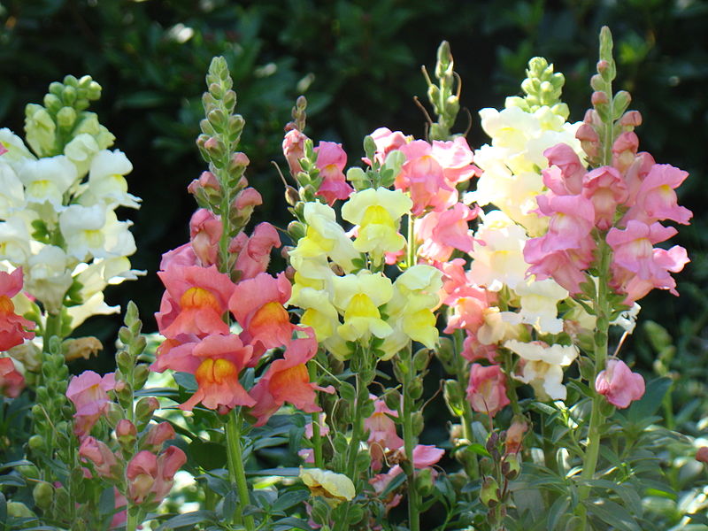 snapdragon flowers