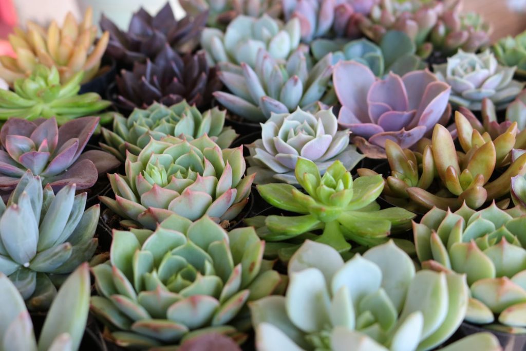 succulents