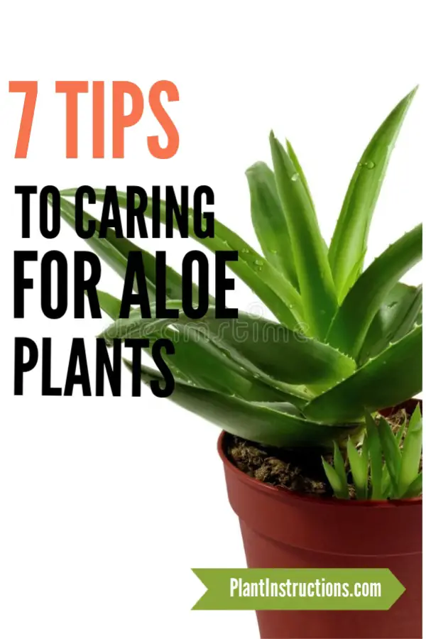 How To Care For Aloe Vera Plants Plant Instructions 2286