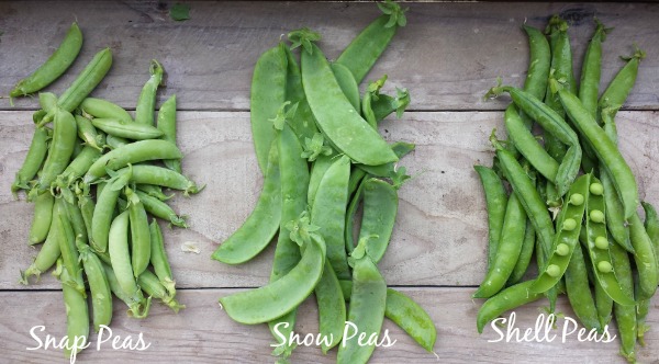 Different Types of Peas