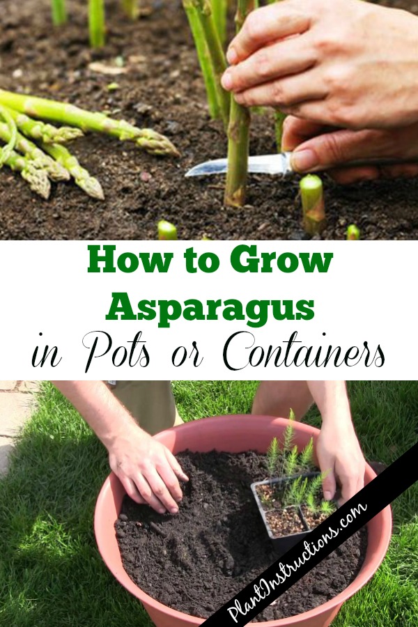 Grow Asparagus in Containers