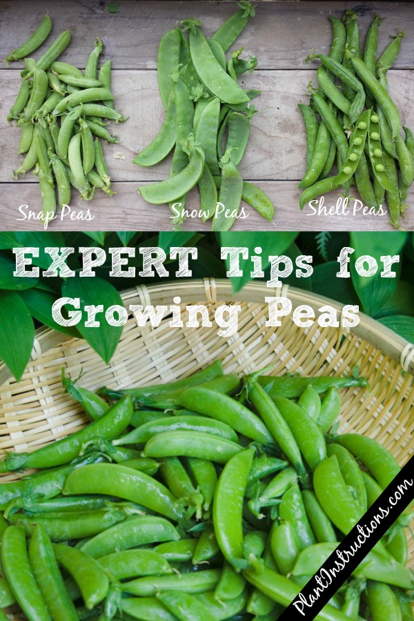 Growing Peas