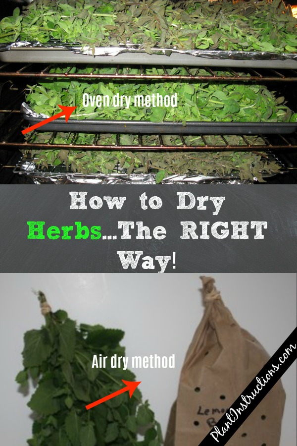 How to Dry Herbs The Right Way