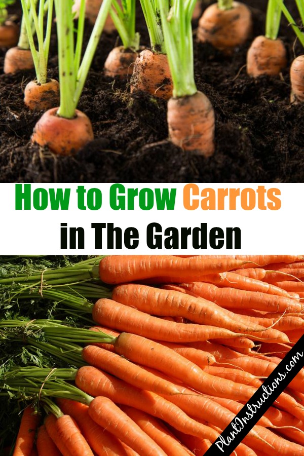 How to Grow Carrots