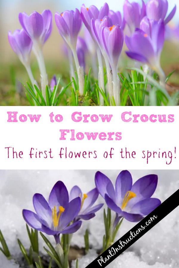 How to Grow Crocus Flowers