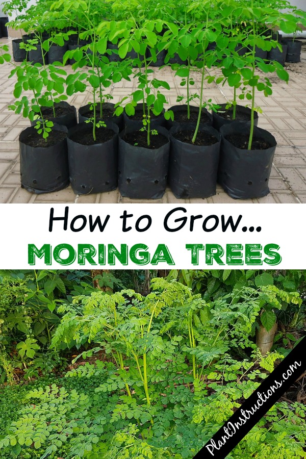 How to Grow Moringa Trees