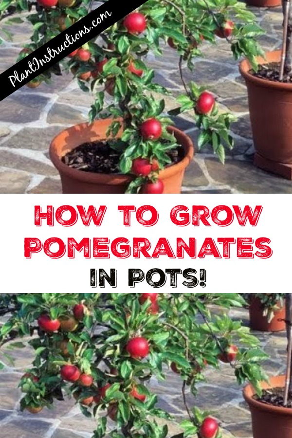 How to Grow Pomegranates in Pots