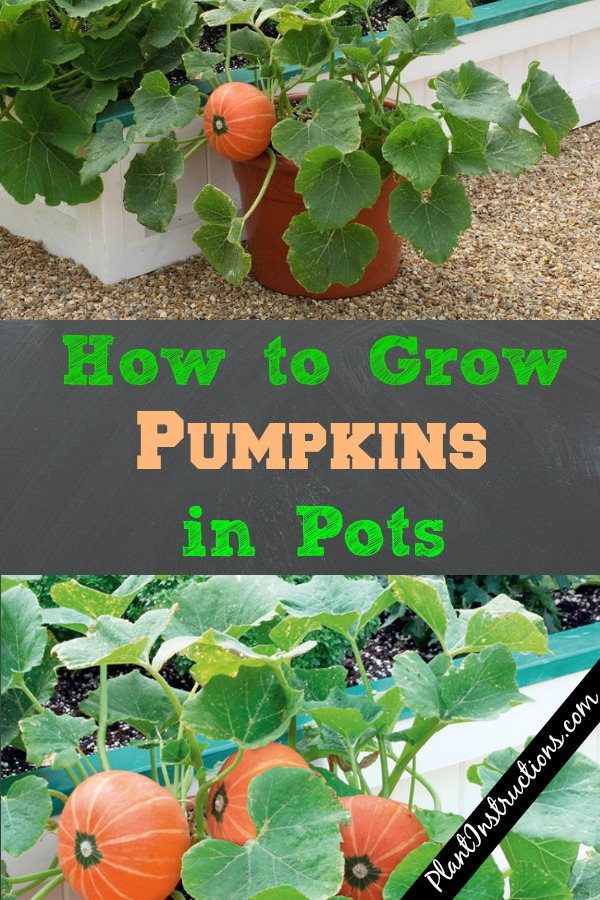 How to Grow Pumpkins in Pots