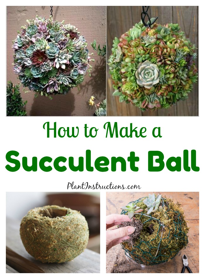 How to Make Succulent Balls