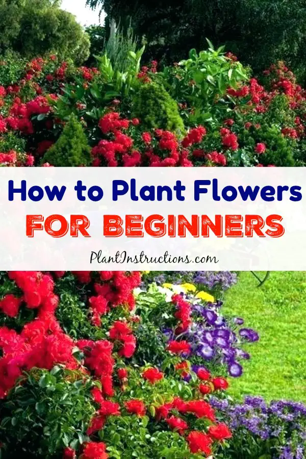 How to Plant Flowers For Beginners