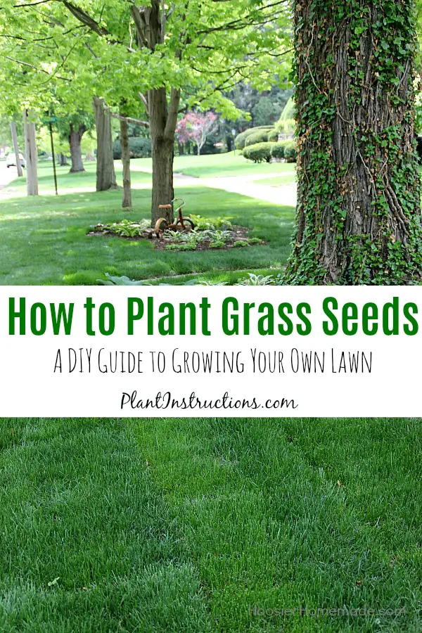 How to Plant Grass Seeds