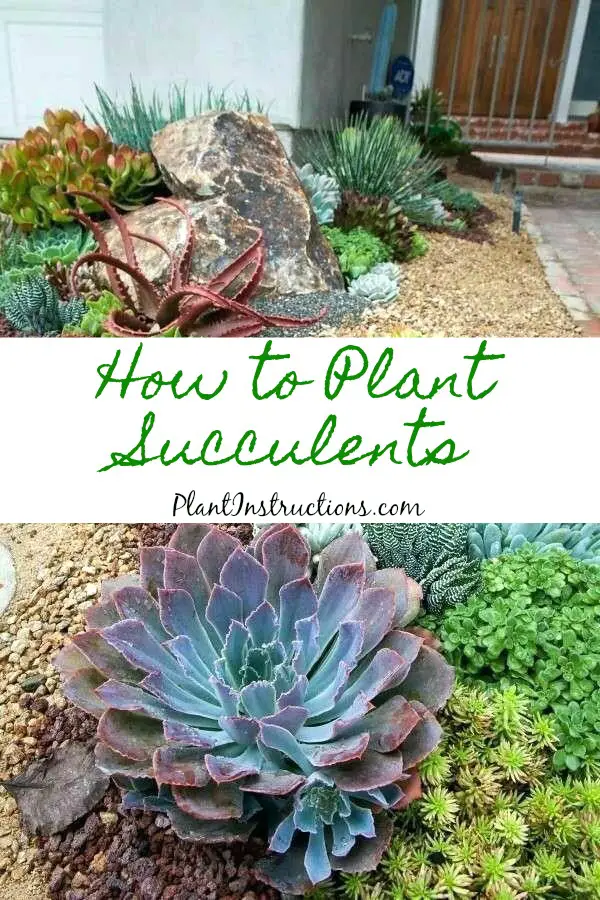 How to Plant Succulents
