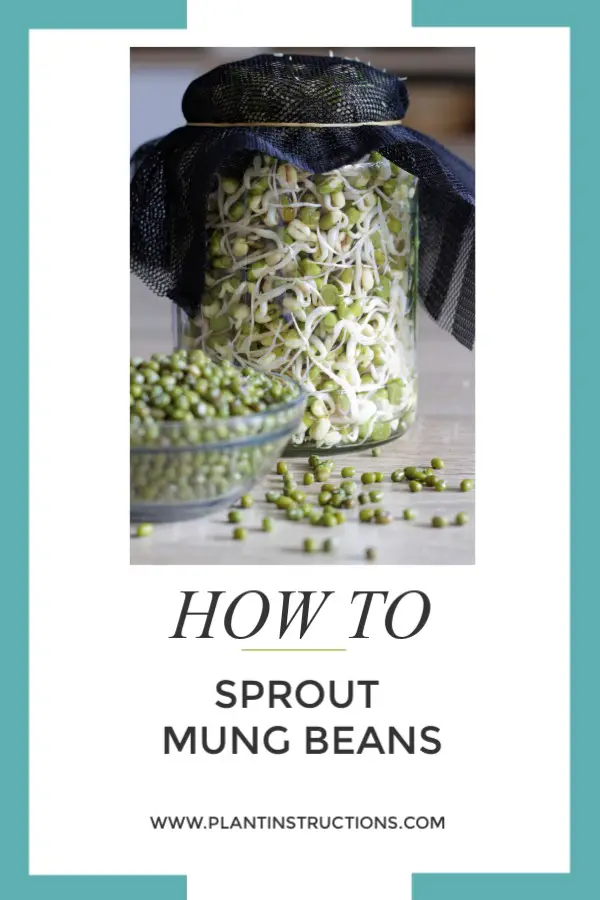 How to Sprout Mung Beans